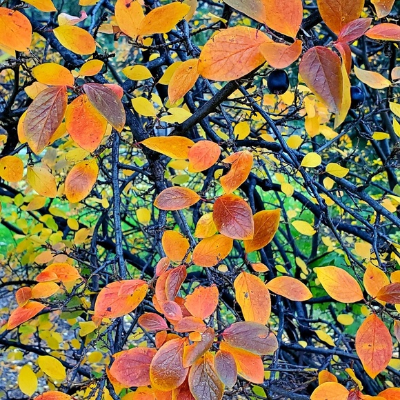 Meet your Posher, Mason - Picture 1 of 1